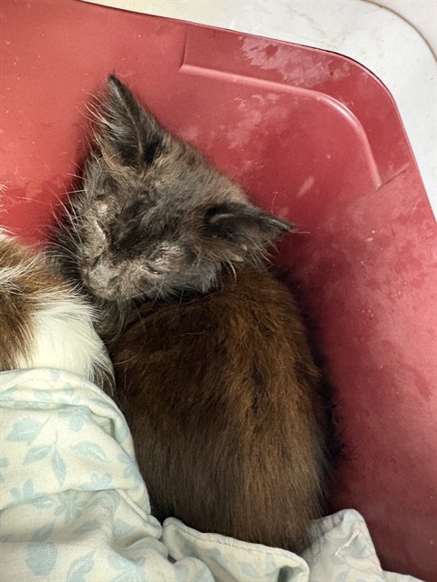 Shelter Stray Male Cat last seen WISTERIA ST, 2020 Forest St, Jacksonville, FL 32204, USA