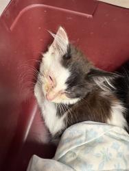 Shelter Stray Male Cat last seen WISTERIA ST, 2020 Forest St, Jacksonville, FL 32204, USA