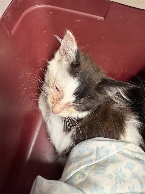 Shelter Stray Male Cat last seen WISTERIA ST, 2020 Forest St, Jacksonville, FL 32204, USA