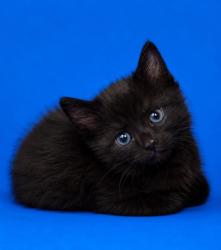 Shelter Stray Female Cat last seen , 2020 Forest St, Jacksonville, FL 32204, USA