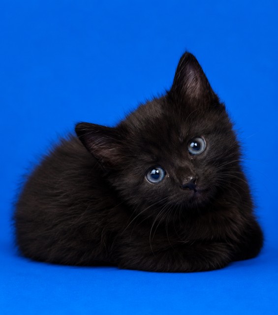 Shelter Stray Female Cat last seen , 2020 Forest St, Jacksonville, FL 32204, USA