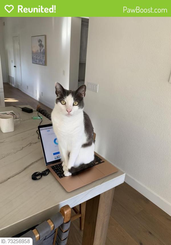 Reunited Male Cat last seen Via San Clemente, Carlsbad, CA 92009