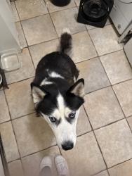 Reunited Unknown Dog last seen Park Ave & Dr Martin Luther King Jr Blvd, New York, NY 10035, USA, New York, NY 10035
