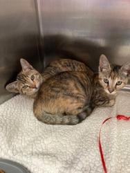 Shelter Stray Female Cat last seen 55th Ave and Int'l Blvd. Taco truck parking lot, Oakland, CA, 1101 29th Ave, Oakland, CA 94601, USA