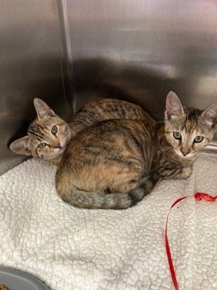 Shelter Stray Female Cat last seen 55th Ave and Int'l Blvd. Taco truck parking lot, Oakland, CA, 1101 29th Ave, Oakland, CA 94601, USA