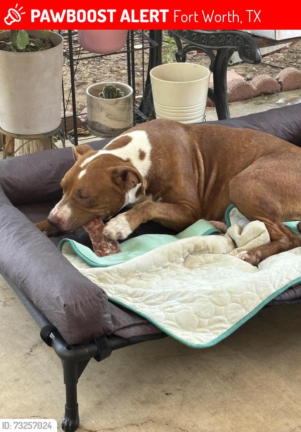 Lost Female Dog last seen Minden st, Fort Worth, TX 76115