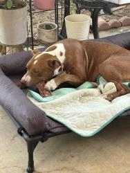 Lost Female Dog last seen Minden st, Fort Worth, TX 76115
