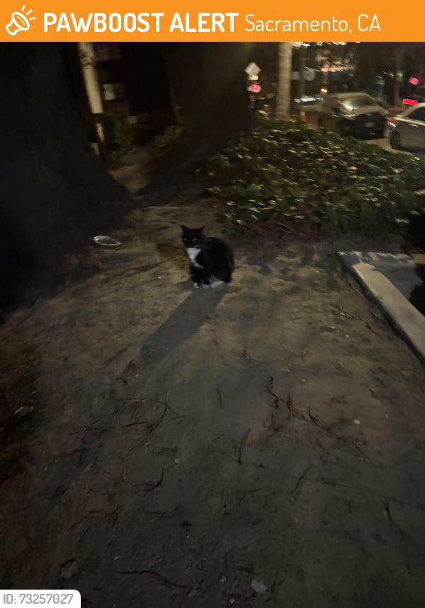 Found/Stray Unknown Cat last seen Governors Square apmt, Sacramento, CA 95814