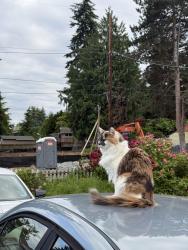 Lost Female Cat last seen Richmond Highlands, Richmond Lutheran Church, 3rd Ave NW., Shoreline, WA 98177