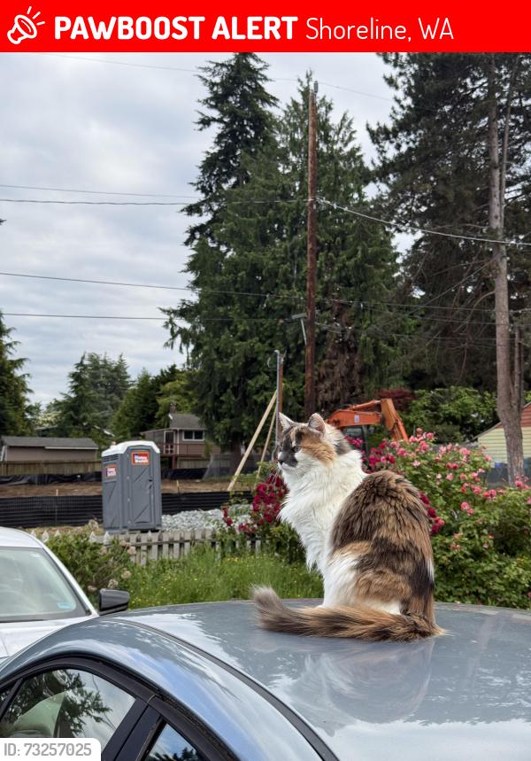 Lost Female Cat last seen Richmond Highlands, Richmond Lutheran Church, 3rd Ave NW., Shoreline, WA 98177