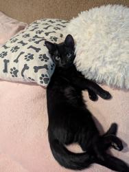 Lost Male Cat last seen 219th Ave / W Solano Dr, Buckeye, AZ 85326