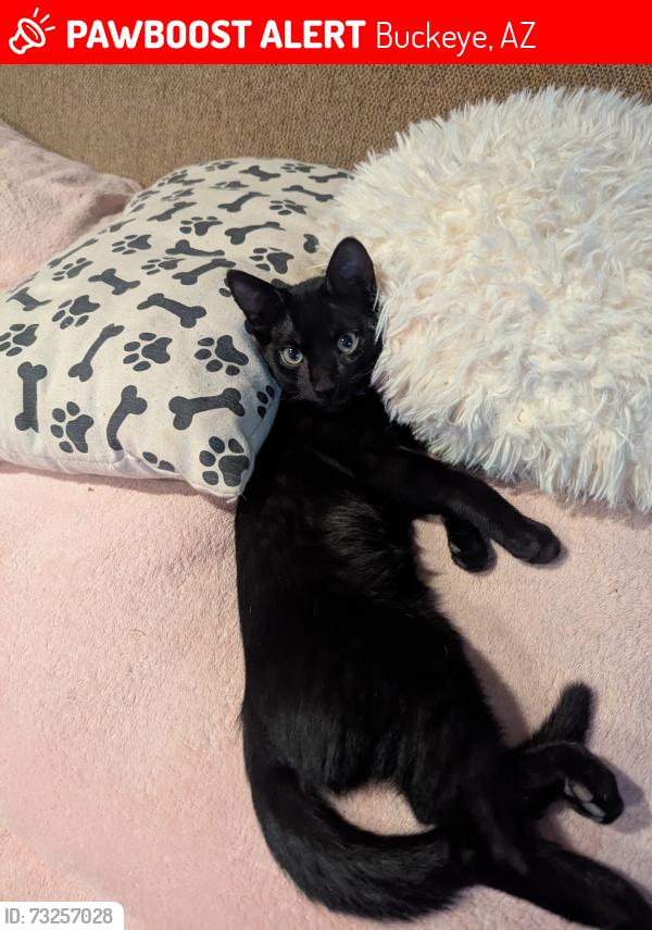 Lost Male Cat last seen 219th Ave / W Solano Dr, Buckeye, AZ 85326
