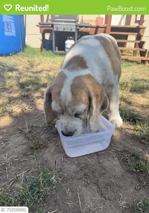 Reunited Female Dog last seen N street, Rio Linda, CA 95673