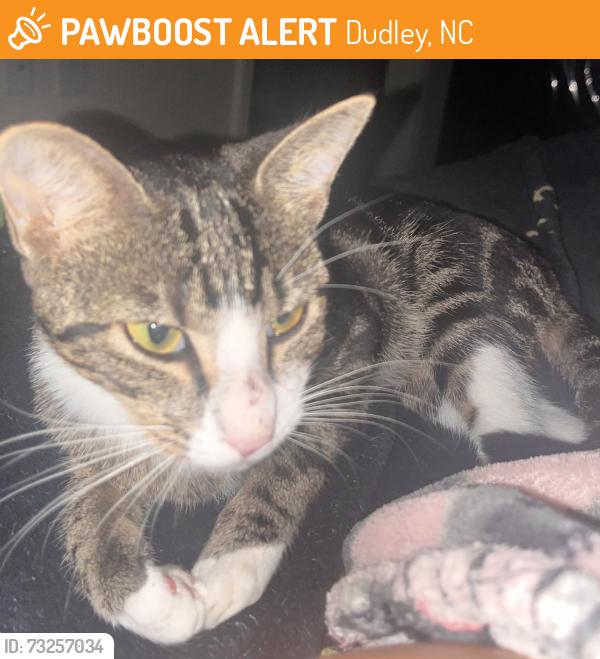 Found/Stray Female Cat last seen Near Augusta Chapel Missionary Baptist, Dudley, NC 28333