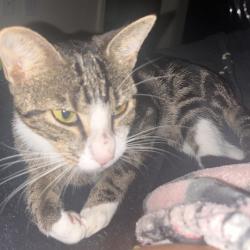 Found/Stray Female Cat last seen Near Augusta Chapel Missionary Baptist, Dudley, NC 28333