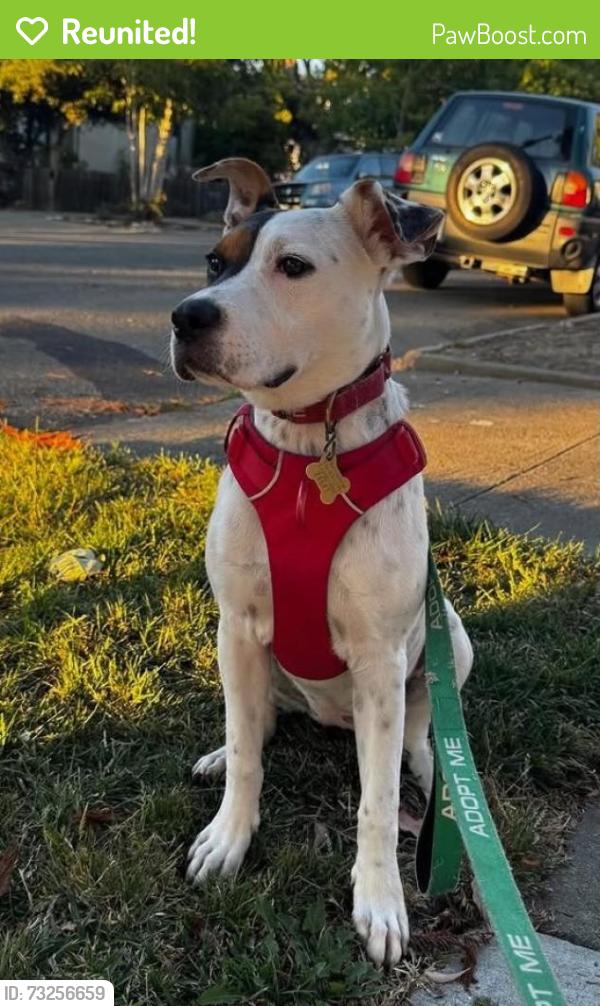 Reunited Female Dog last seen Near Cambridge Circle Vallejo, in Hyde Park, Vallejo, CA 94591