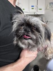 Found/Stray Female Dog last seen Found on freeway entrance 95 north and Tropicana, Las Vegas, NV 89121