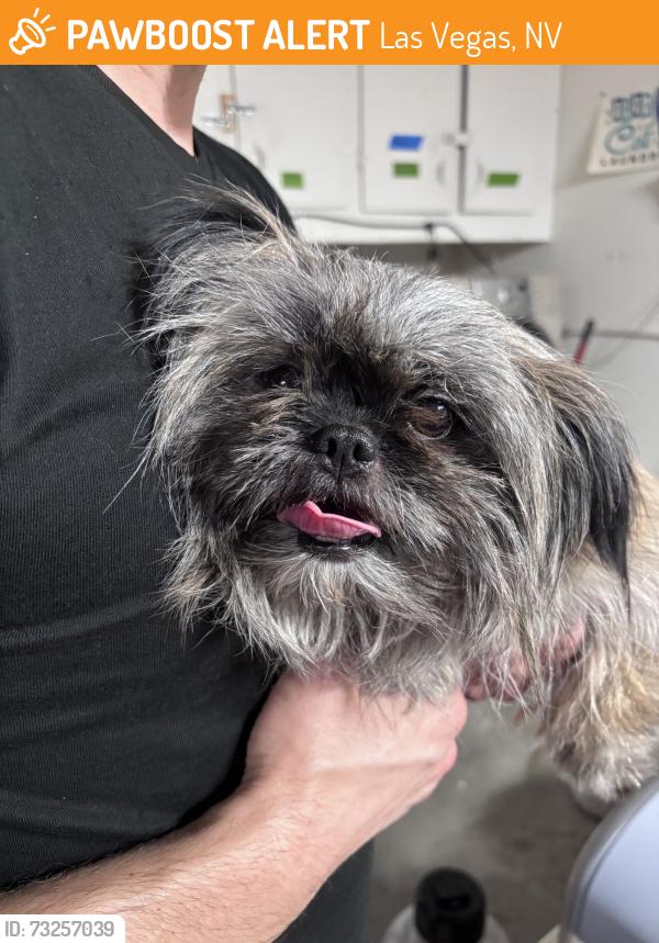 Found/Stray Female Dog last seen Found on freeway entrance 95 north and Tropicana, Las Vegas, NV 89121