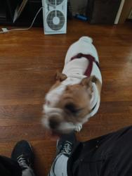 Found/Stray Female Dog last seen Near hawthorn st, San Diego, CA 92104