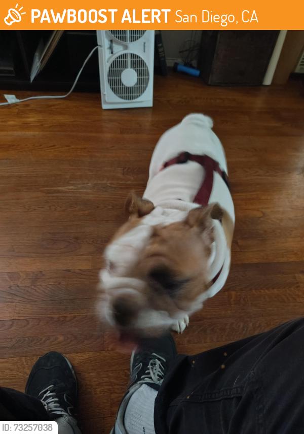 Found/Stray Female Dog last seen Near hawthorn st, San Diego, CA 92104