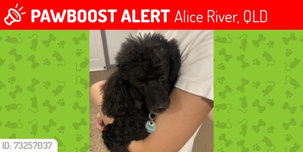 Deceased Male Dog last seen Yardley Road/ Hervey Range Road, Alice River, QLD 4817