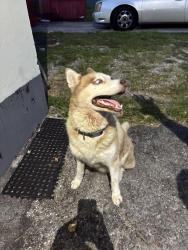 Found/Stray Male Dog last seen US1 and Thomas Street, Hollywood, FL 33020