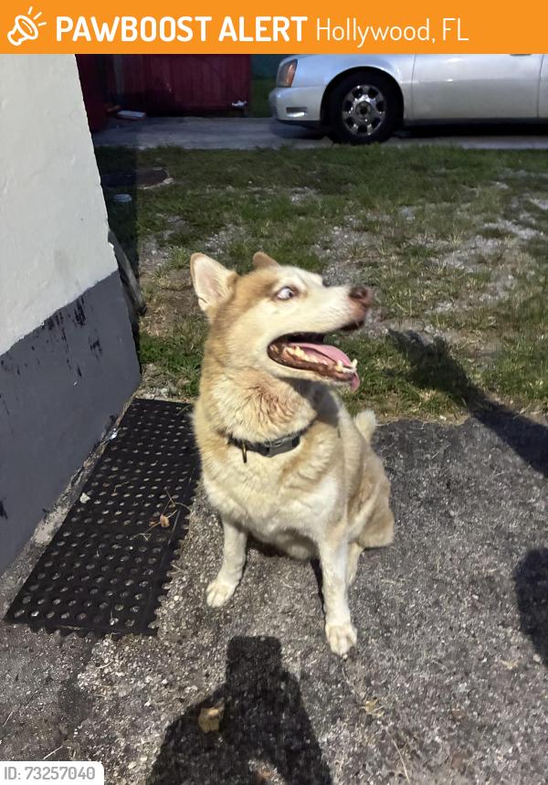 Found/Stray Male Dog last seen US1 and Thomas Street, Hollywood, FL 33020