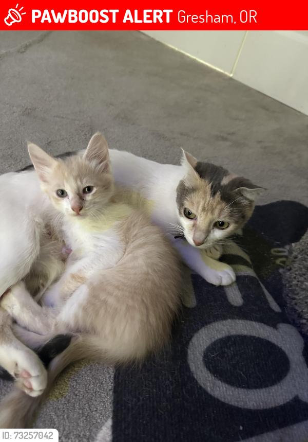 Lost Male Cat last seen Near se 15th st, gresham oregon, Gresham, OR 97080