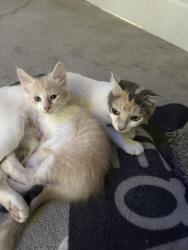 Lost Male Cat last seen Near se 15th st, gresham oregon, Gresham, OR 97080