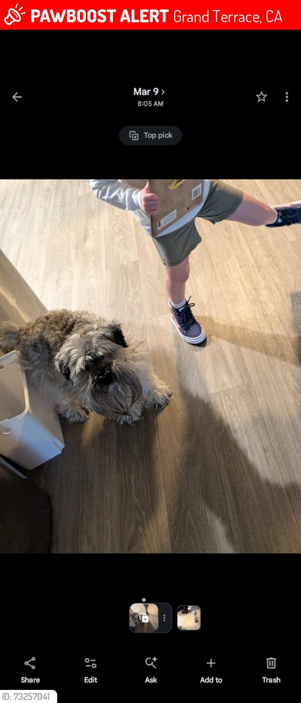 Lost Male Dog last seen The Highlands at Grand Terrace, Grand Terrace, CA 92313