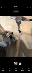 Lost Male Dog last seen The Highlands at Grand Terrace, Grand Terrace, CA 92313