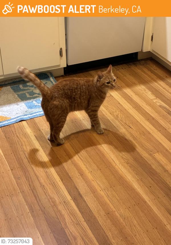 Found/Stray Unknown Cat last seen Arlington Ave, Berkeley, CA 94707
