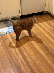 Found/Stray Unknown Cat last seen Arlington Ave, Berkeley, CA 94707