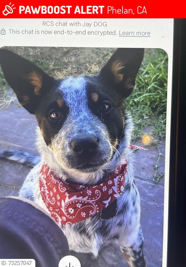 Lost Male Dog last seen Phelan rd. And minero rd, Phelan, CA 92371