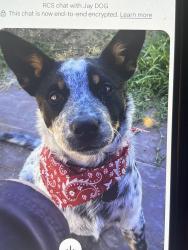 Lost Male Dog last seen Phelan rd. And minero rd, Phelan, CA 92371
