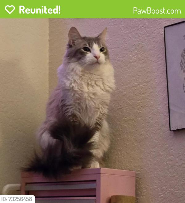 Reunited Female Cat last seen Near Grandview apmts, Missoula, MT 59803