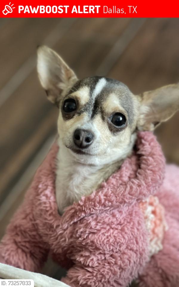 Lost Female Dog last seen Bruton Rd y Aspen Dr, Dallas, TX 75227
