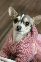 Lost Female Dog last seen Bruton Rd y Aspen Dr, Dallas, TX 75227