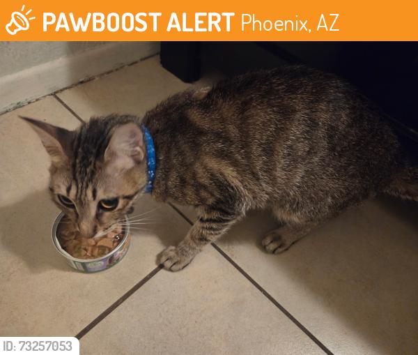 Found/Stray Female Cat last seen 75th ave & Cheery Lynn Rd near Trevor Browne High school, Phoenix, AZ 85033