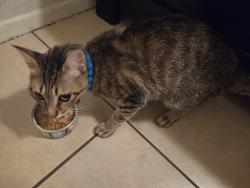 Found/Stray Female Cat last seen 75th ave & Cheery Lynn Rd near Trevor Browne High school, Phoenix, AZ 85033
