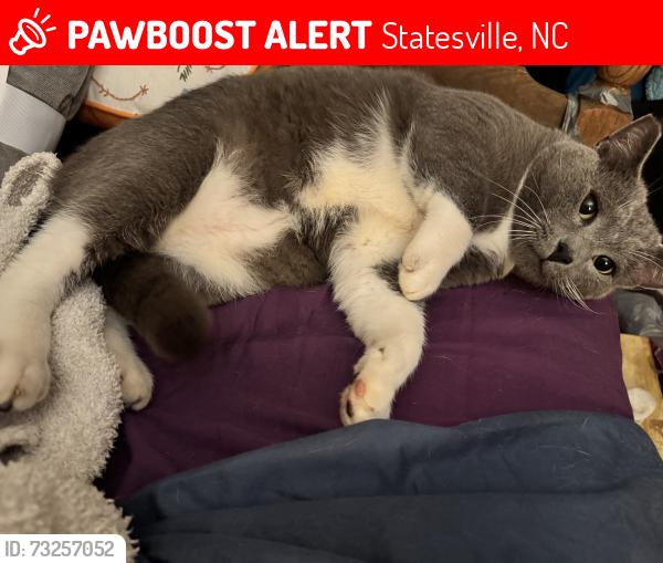 Lost Male Cat last seen Across the street from Northmont, Statesville, NC 28625