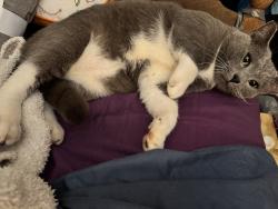 Lost Male Cat last seen Across the street from Northmont, Statesville, NC 28625
