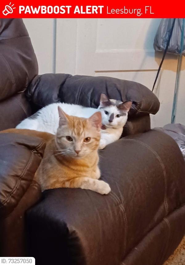 Lost Male Cat last seen Kolb st, Leesburg, FL 34748