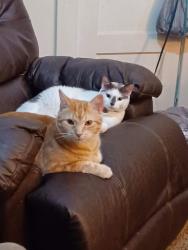 Lost Male Cat last seen Kolb st, Leesburg, FL 34748