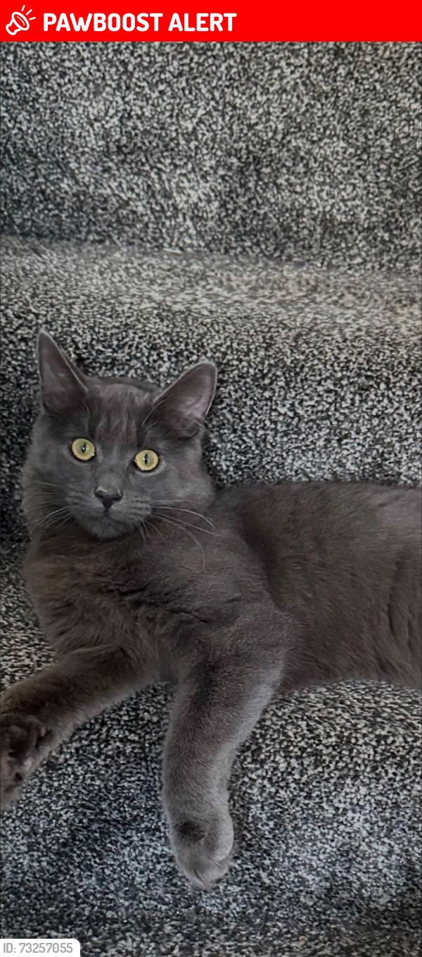 Lost Male Cat last seen Daventry road asda, Cheylesmore, England 
