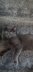 Lost Male Cat last seen Daventry road asda, Cheylesmore, England 