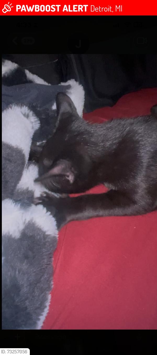 Lost Male Cat last seen 7 mile west, Detroit, MI 48219