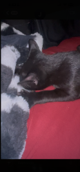 Lost Male Cat last seen 7 mile west, Detroit, MI 48219
