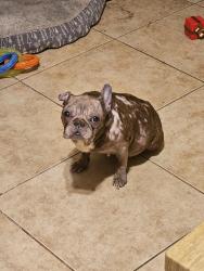 Reunited Female Dog last seen Sagunto Street, Orlando, FL 32807