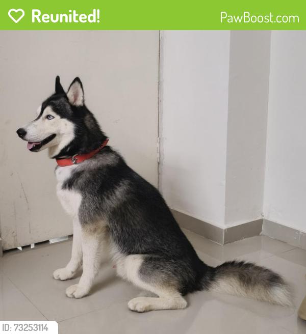 Reunited Male Dog last seen Sector 99 A, Gurugram, HR 122505
